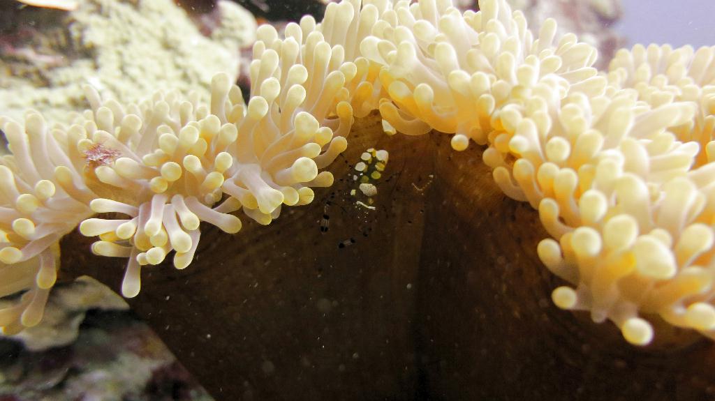 Saipan - Lau Lau (right side)