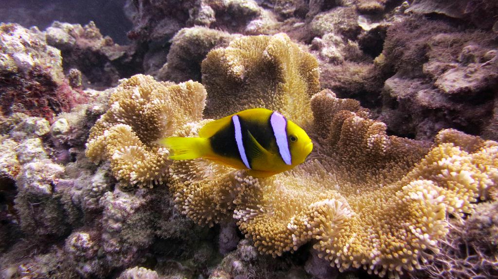 Saipan - Lau Lau (right side)