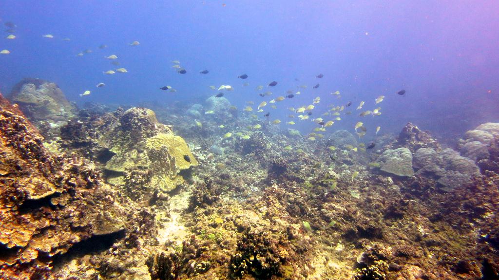 Saipan - Lau Lau (left side)