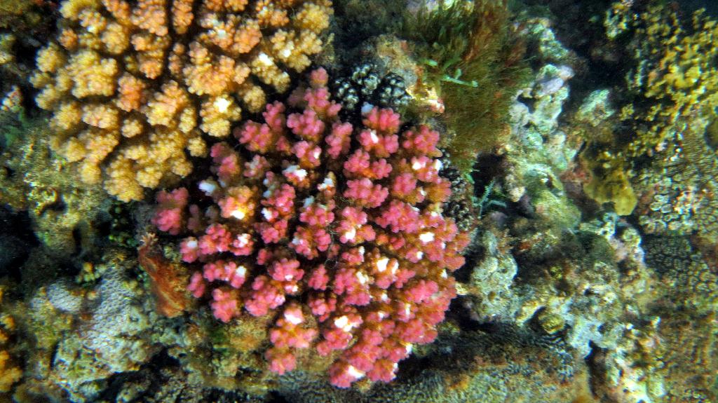 Saipan - Lau Lau (right side)