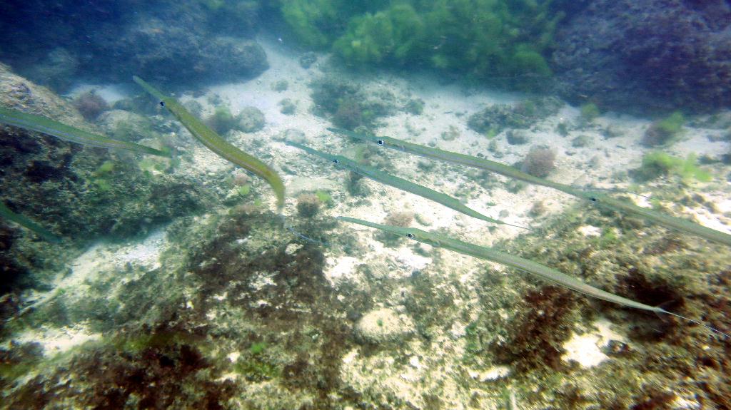 Saipan - Lau Lau (left side)