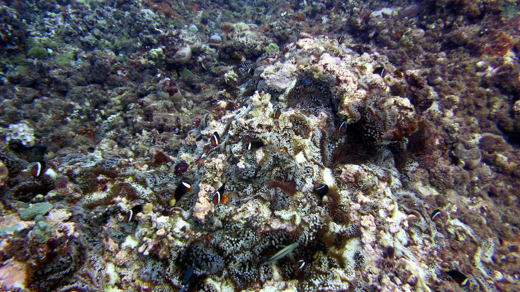 Saipan - Lau Lau (right side)
