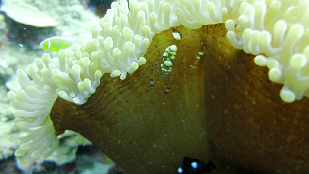 Saipan - Lau Lau (right side)