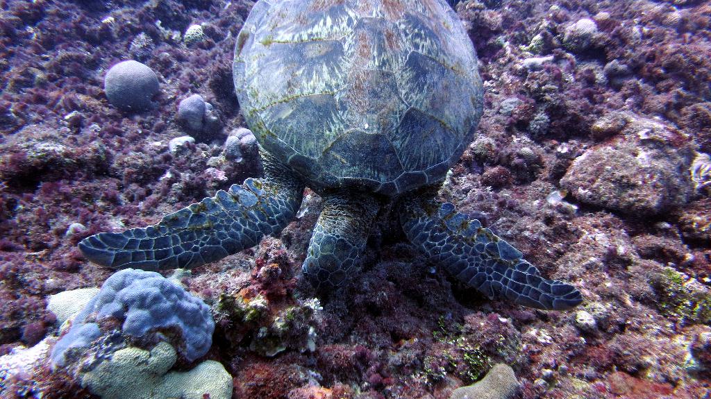 Saipan - Lau Lau (right side)