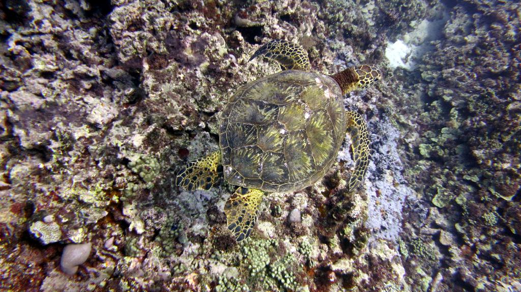Saipan - Lau Lau (left side)