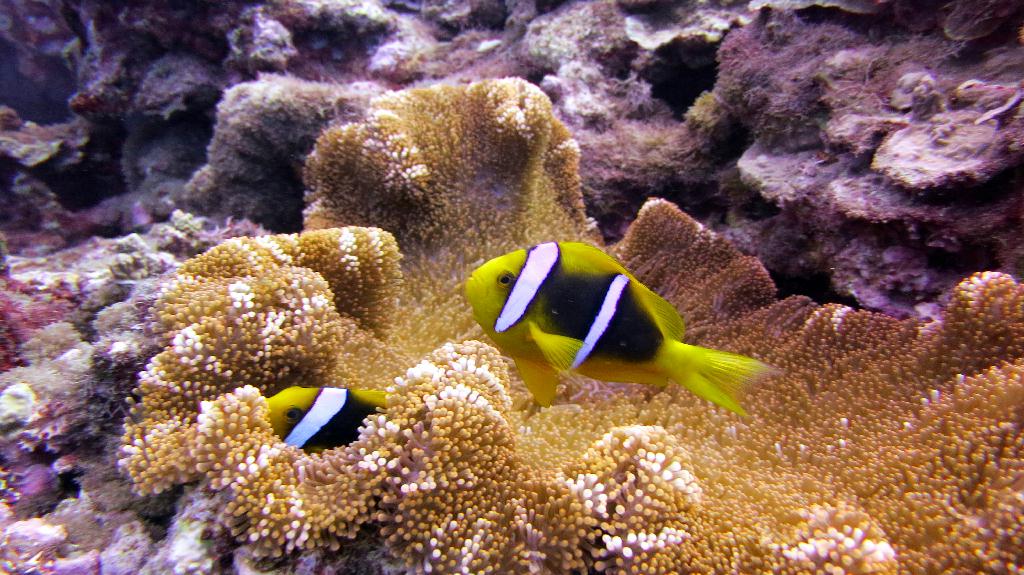 Saipan - Lau Lau (right side)