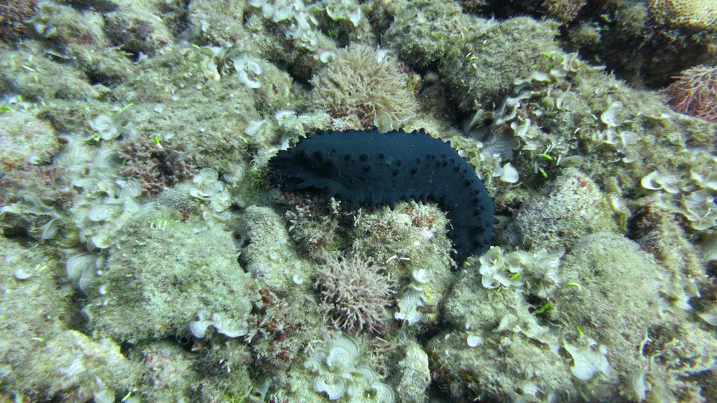 Saipan - Lau Lau (right side)