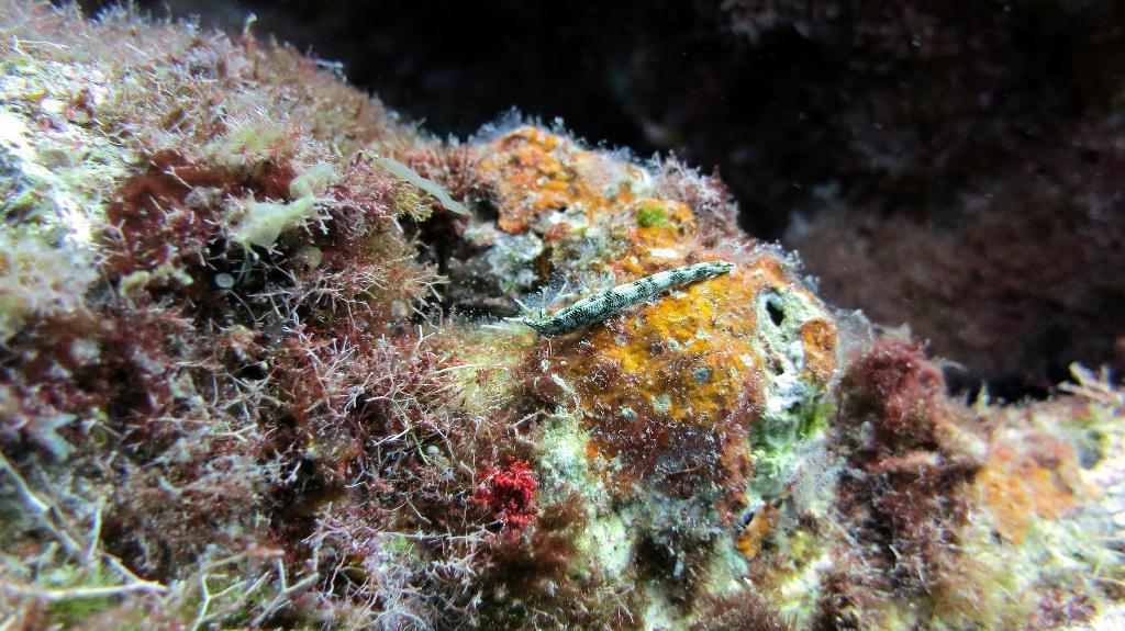 Saipan - Lau Lau (right side)