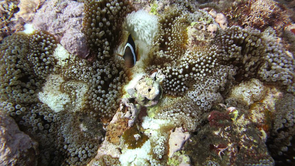 Saipan - Lau Lau (right side)