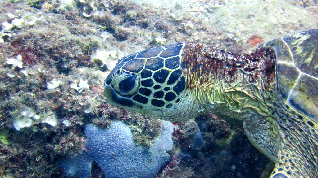 Saipan - Lau Lau (right side)