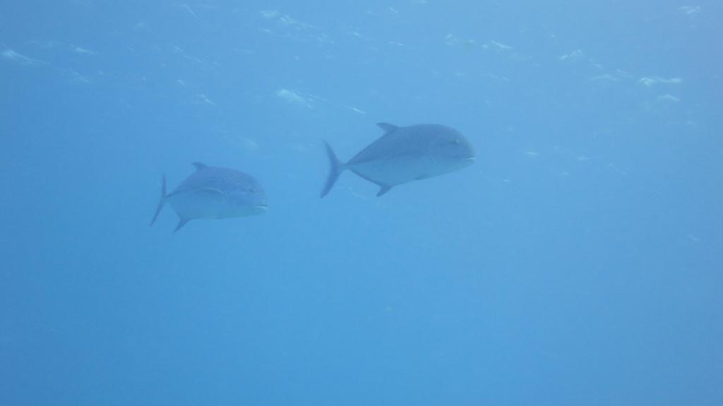 Saipan - Lau Lau (right side)