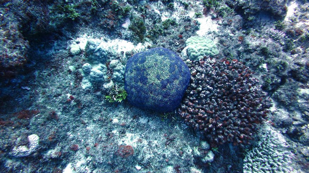 藍洞 - Saipan  - Grotto