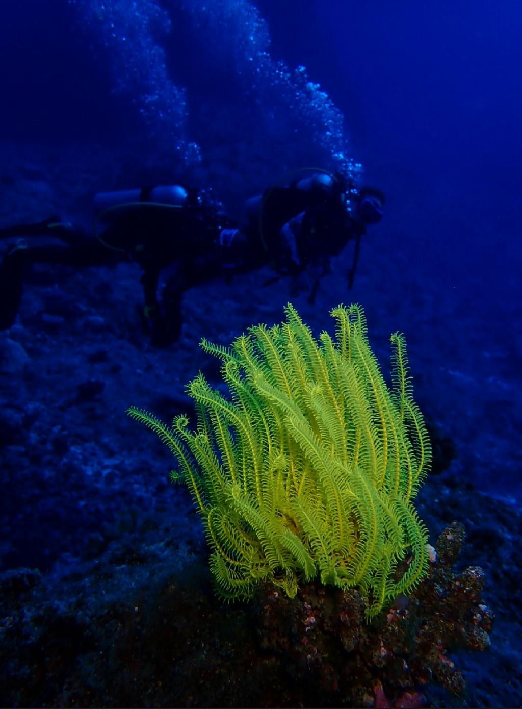 藍洞 - Saipan  - Grotto
