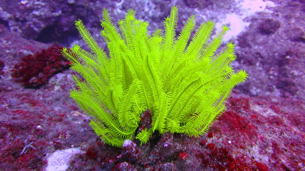 藍洞 - Saipan  - Grotto
