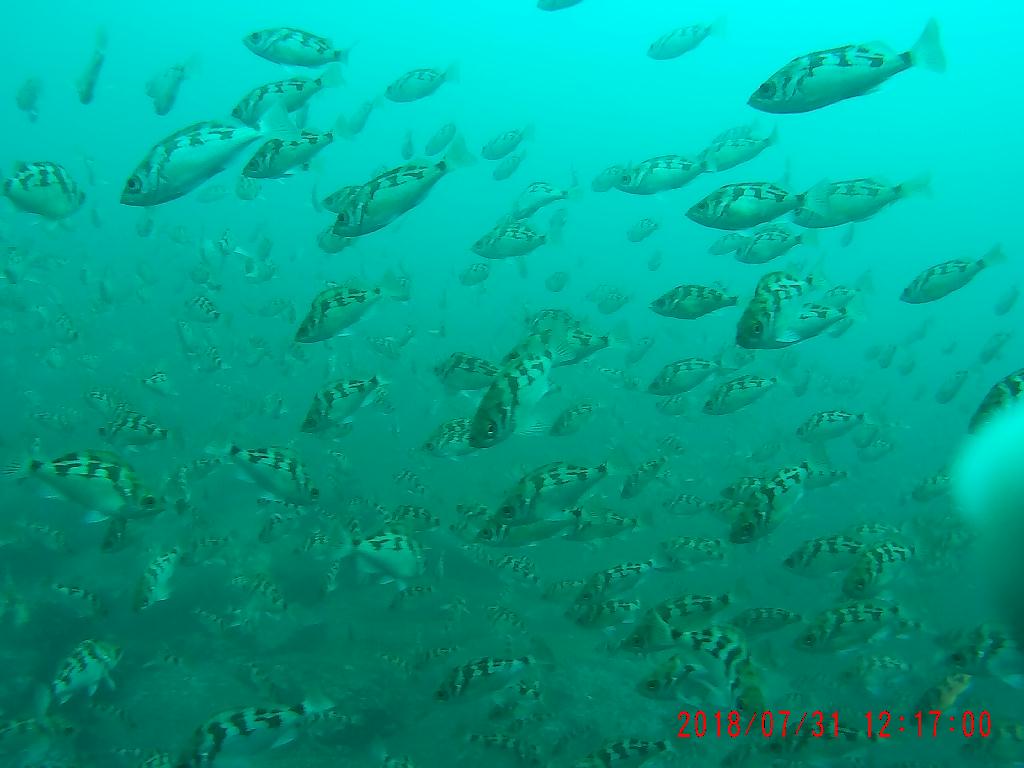 철재삼동 뽈락 관찰 - Naeae Scuba Resort, Yangyang, Kangwon, Korea - 철재삼동
