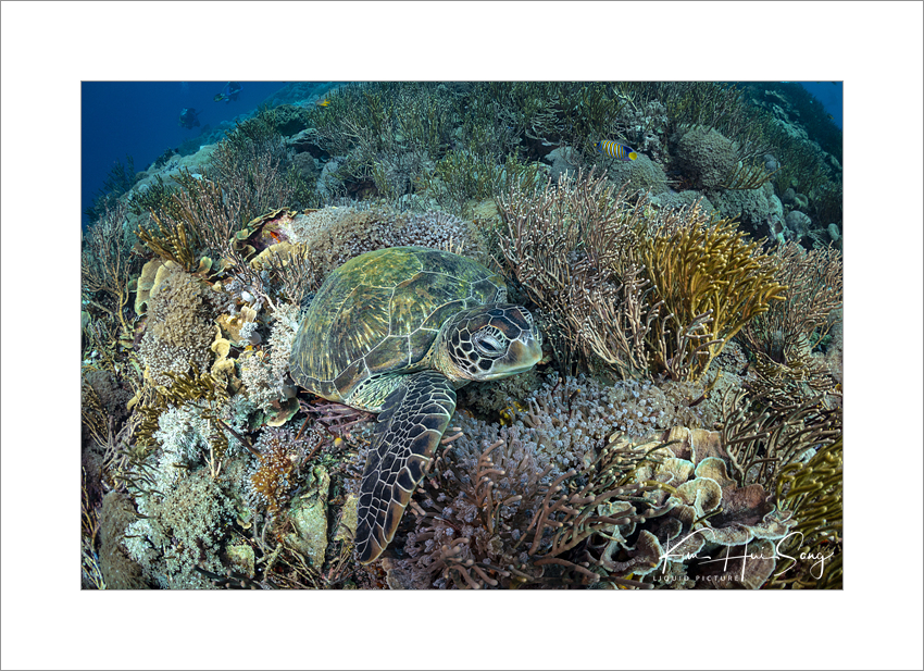 Komodo, Indonesia - Karang Makassar