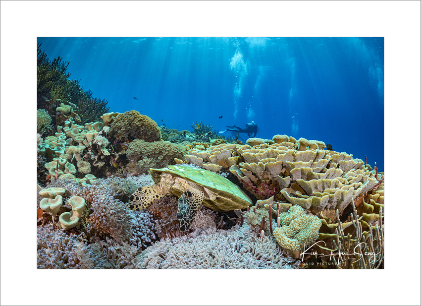 Komodo, Indonesia - Karang Makassar