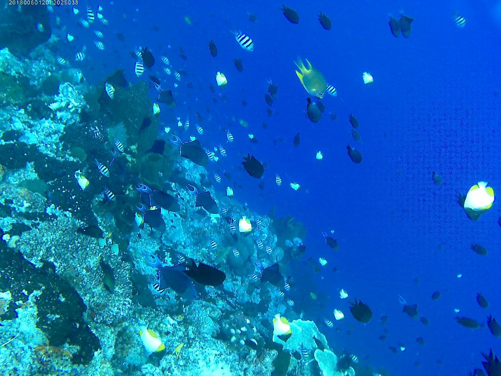 indonesia Bunaken-Bastianos - Timur 1