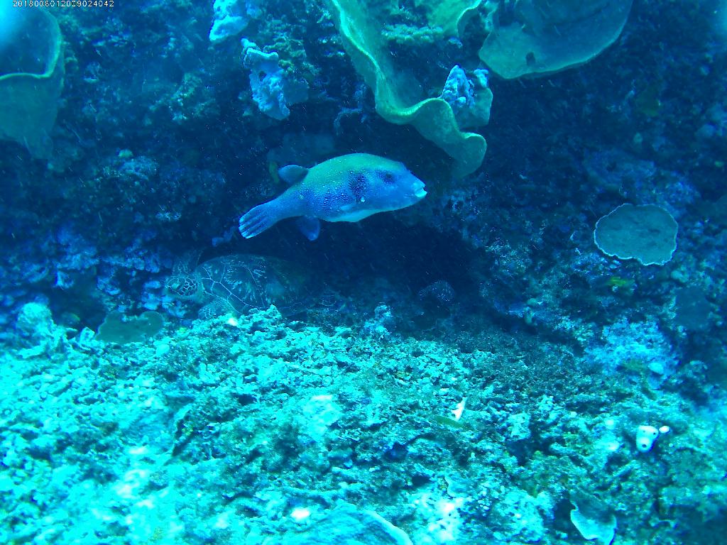 indonesia Bunaken-Bastianos - Timur 1
