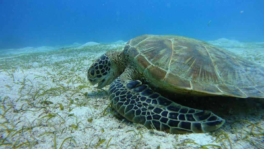 Philippines Dynamic Bohol - Balikasag Black Forest