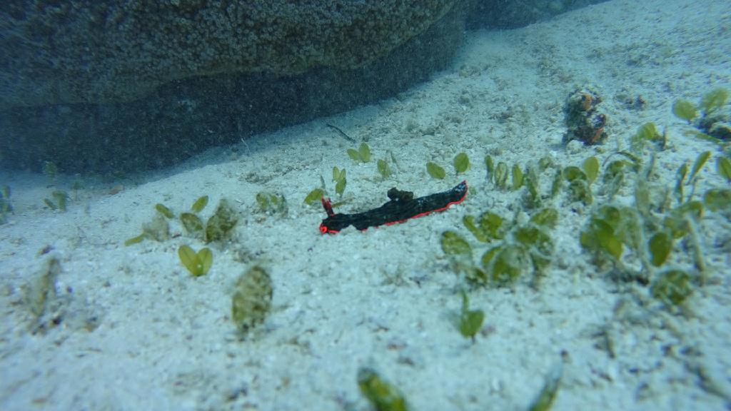 Philippines Dynamic Bohol - Balikasag Black Forest