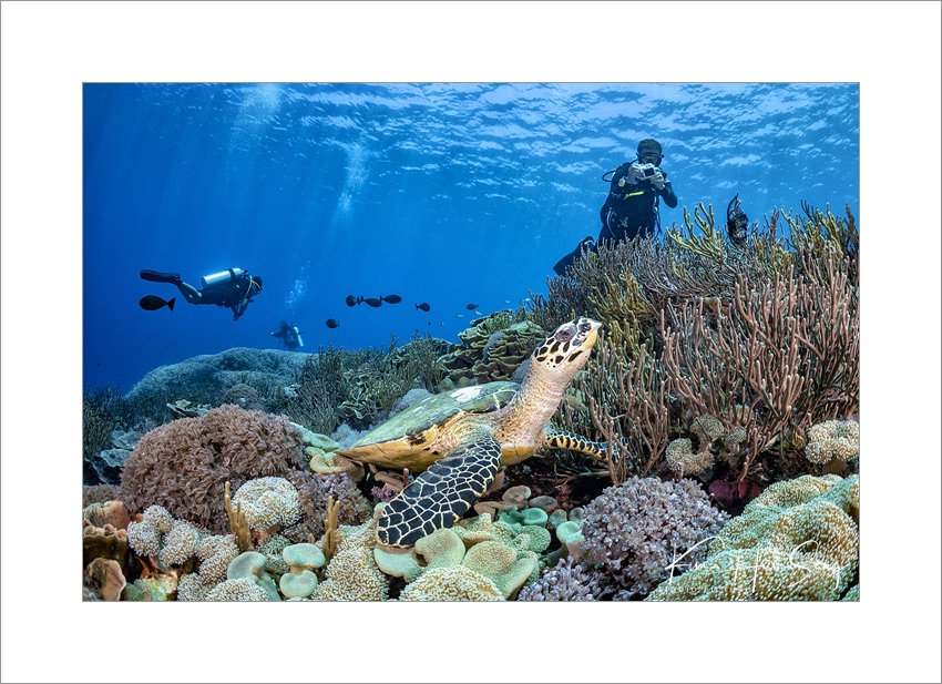 Komodo, Indonesia - Karang Makassar