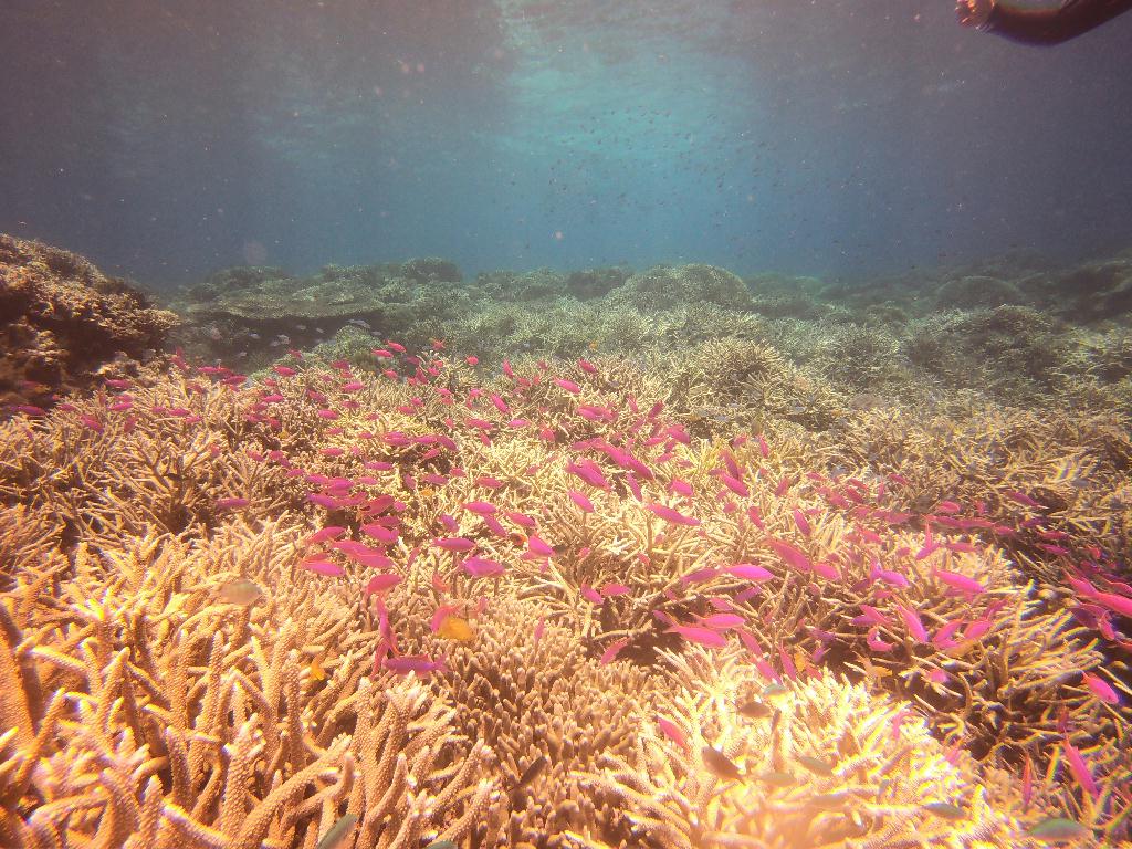 Moalboal