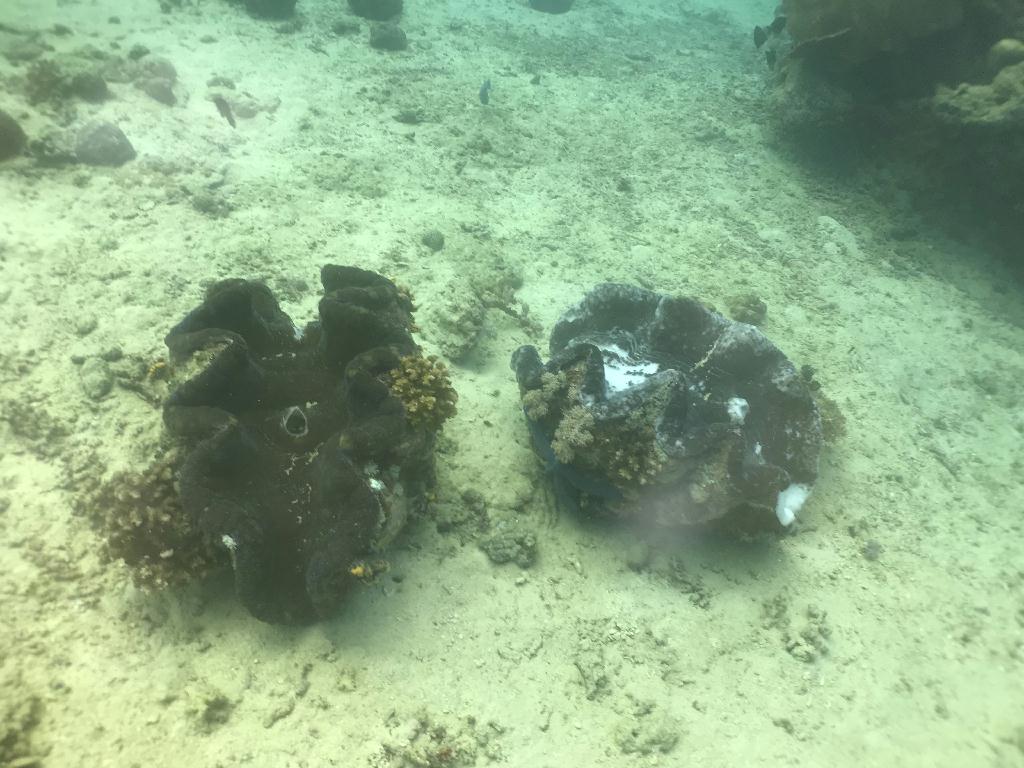 看硨磲 - sabang  - Giant clam