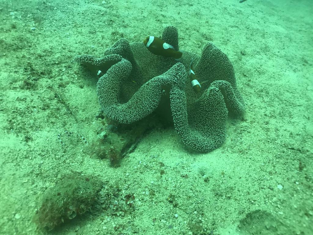 看硨磲 - sabang  - Giant clam