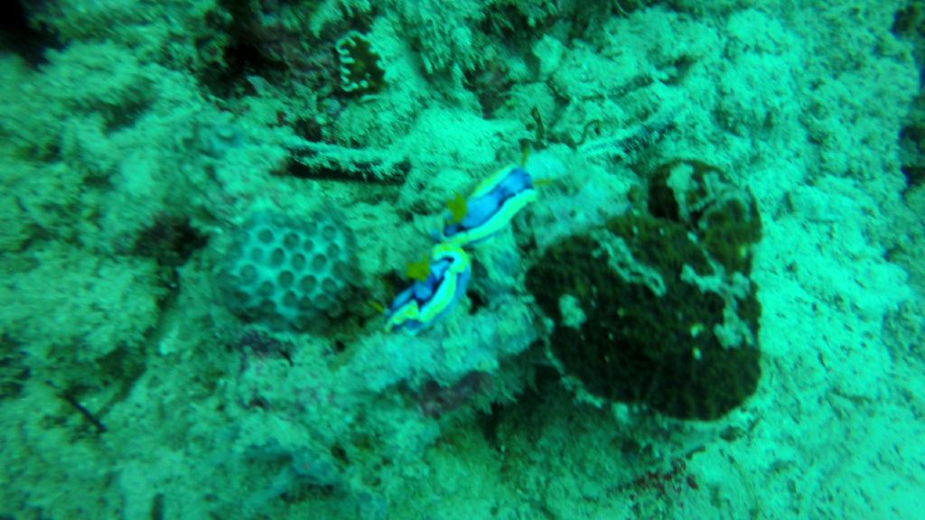 세부_모알보알[라이언다이빙]  - 라이언 하우스 리프