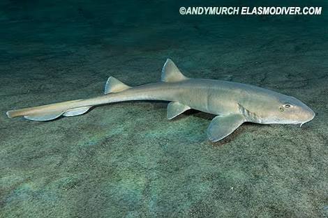 만타만타 - Indonesia Penida Island - Manta point