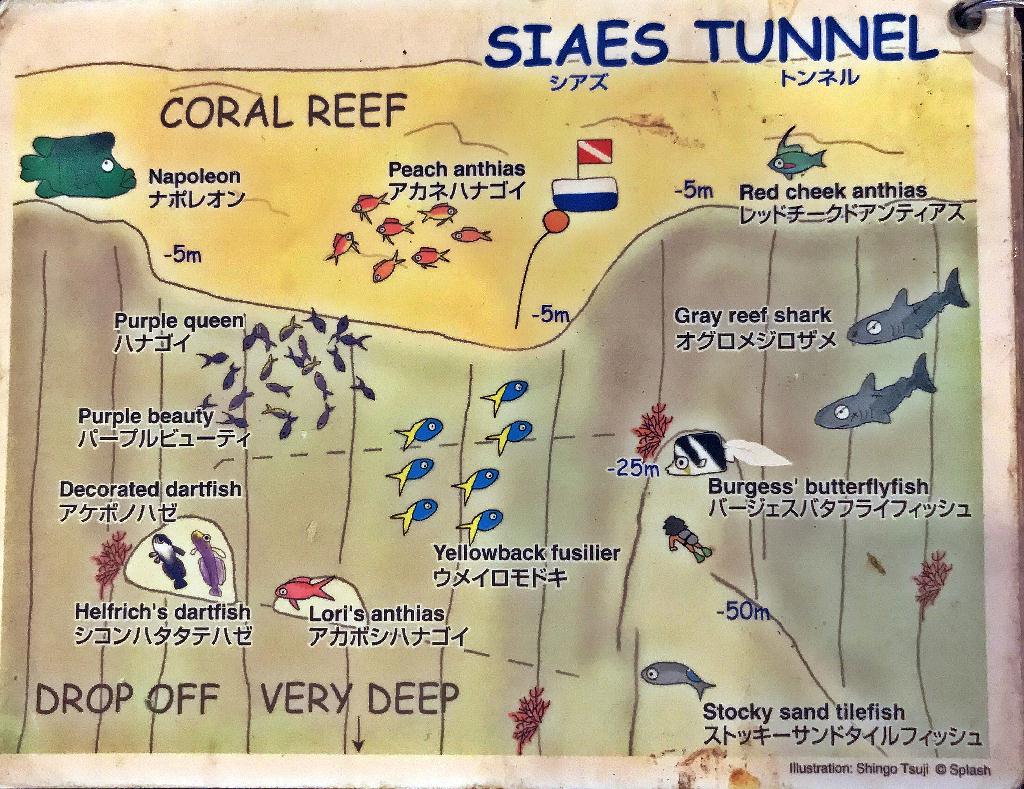 팔라우  - #31  SIAES TUNNEL