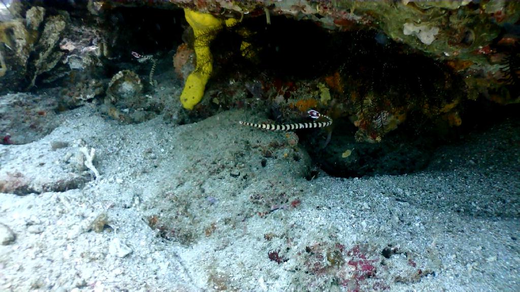 아닐라오 다이빙 - Anilao Kingkong Dive Resort - Groto #2