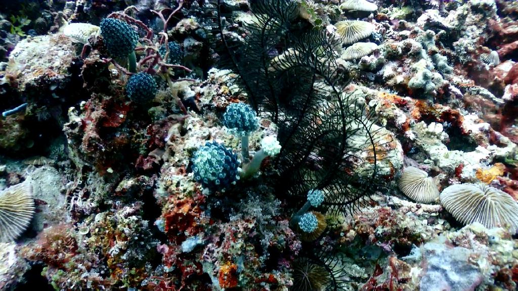 아닐라오 다이빙 - Anilao Kingkong Dive Resort - Groto #2