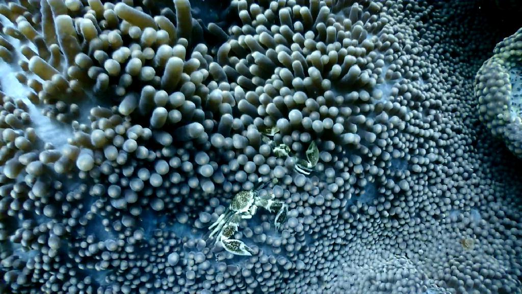 아닐라오 다이빙 - Anilao Kingkong Dive Resort - Groto #2