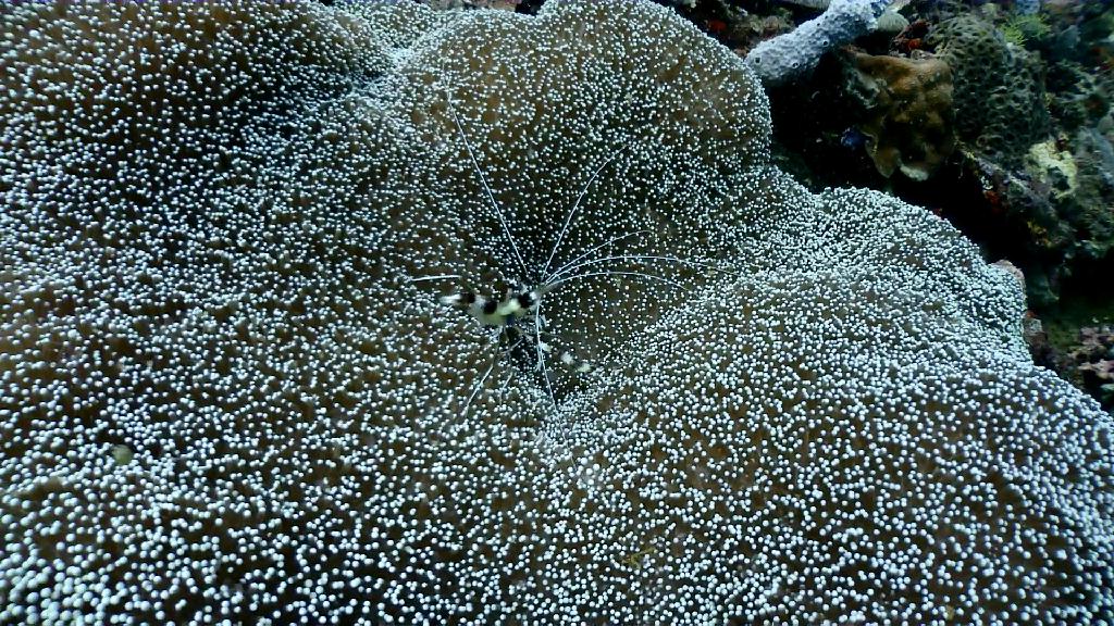 아닐라오 다이빙 - Anilao Kingkong Dive Resort - Groto #2