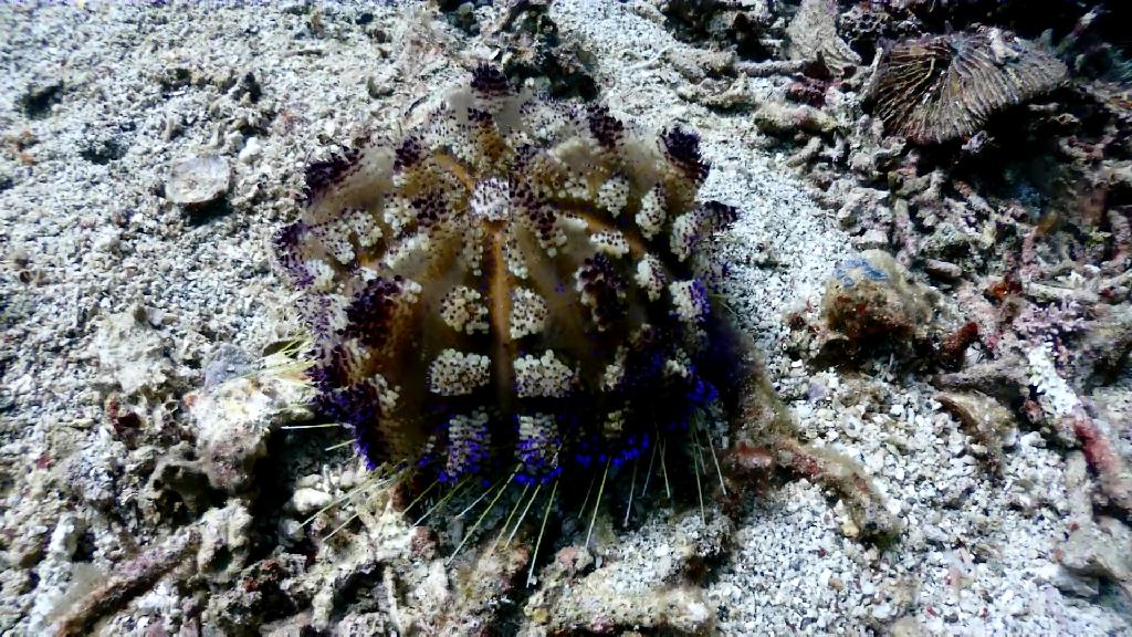 아닐라오 다이빙 - Anilao Kingkong Dive Resort - Groto #2