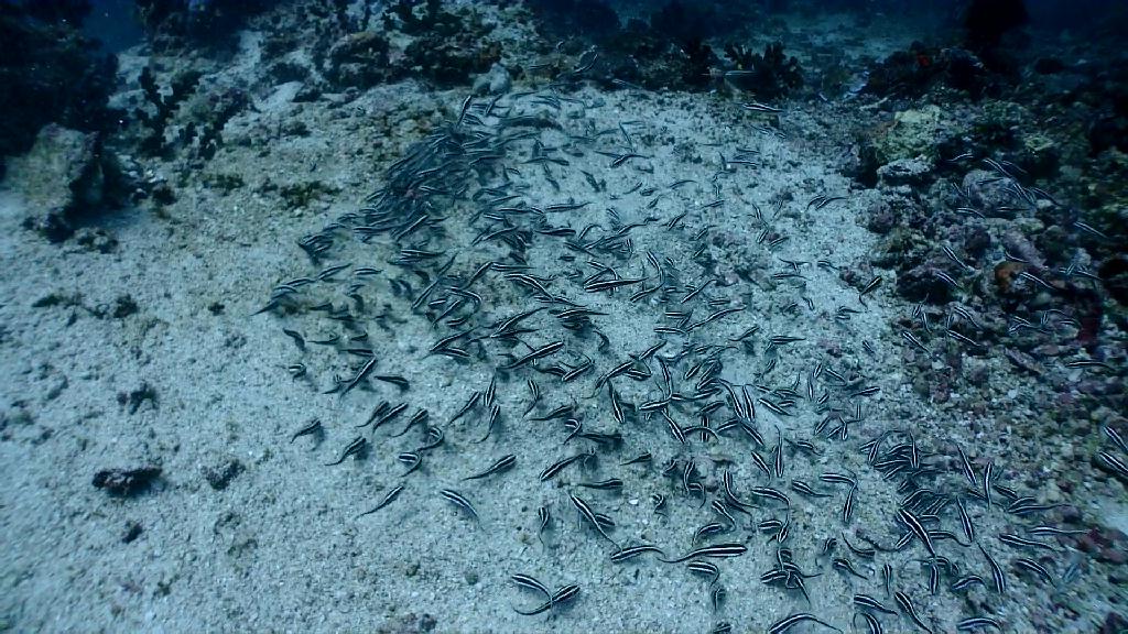 아닐라오 다이빙투어 - Anilao Kingkong Dive Resort - Sombrero Island