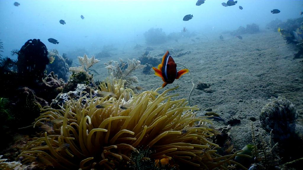 아닐라오 다이빙 - Anilao Kingkong Dive Resort - Bubble