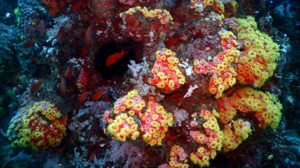 아닐라오 다이빙투어 - Anilao Kingkong Dive Resort  - Mainit point