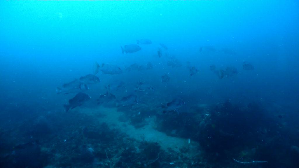 아닐라오 다이빙투어 - Anilao Kingkong Dive Resort  - Mainit point