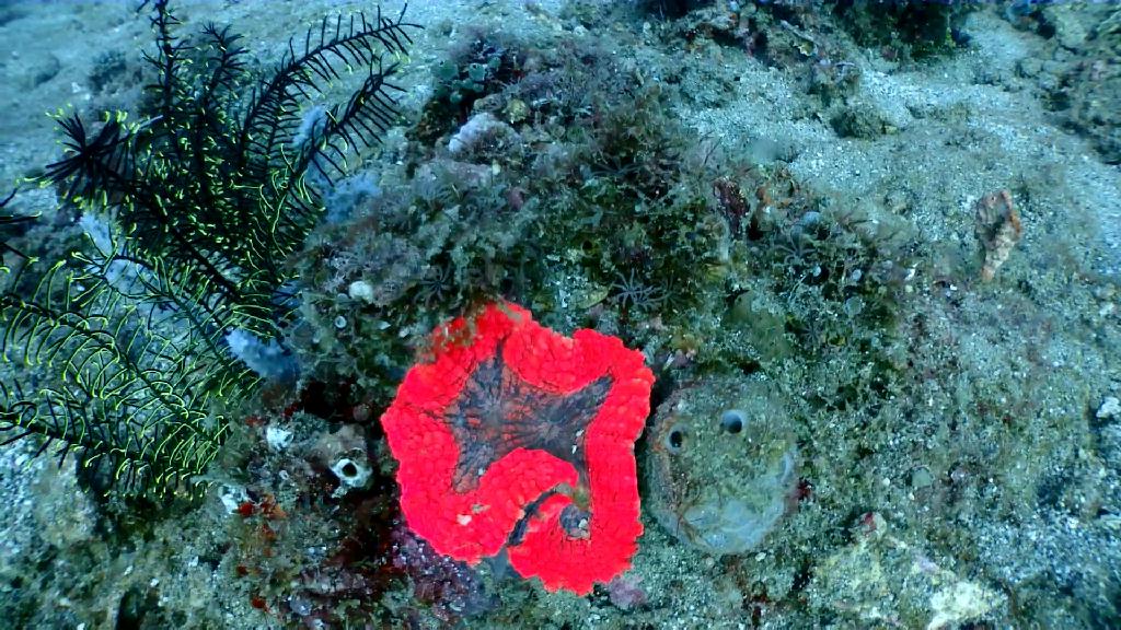 아닐라오 다이빙 - Anilao Kingkong Dive Resort - Bubble