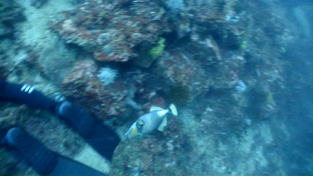 아닐라오 다이빙투어 - Anilao Kingkong Dive Resort  - Mainit point