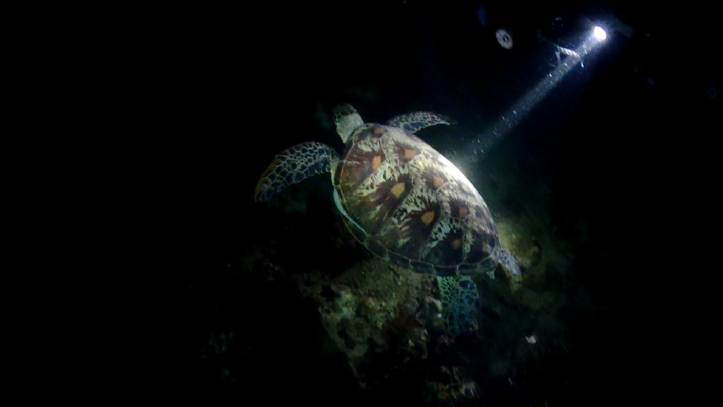 아닐라오 나이트 다이빙 - Anilao Kingkong Dive Resort - Red Rock