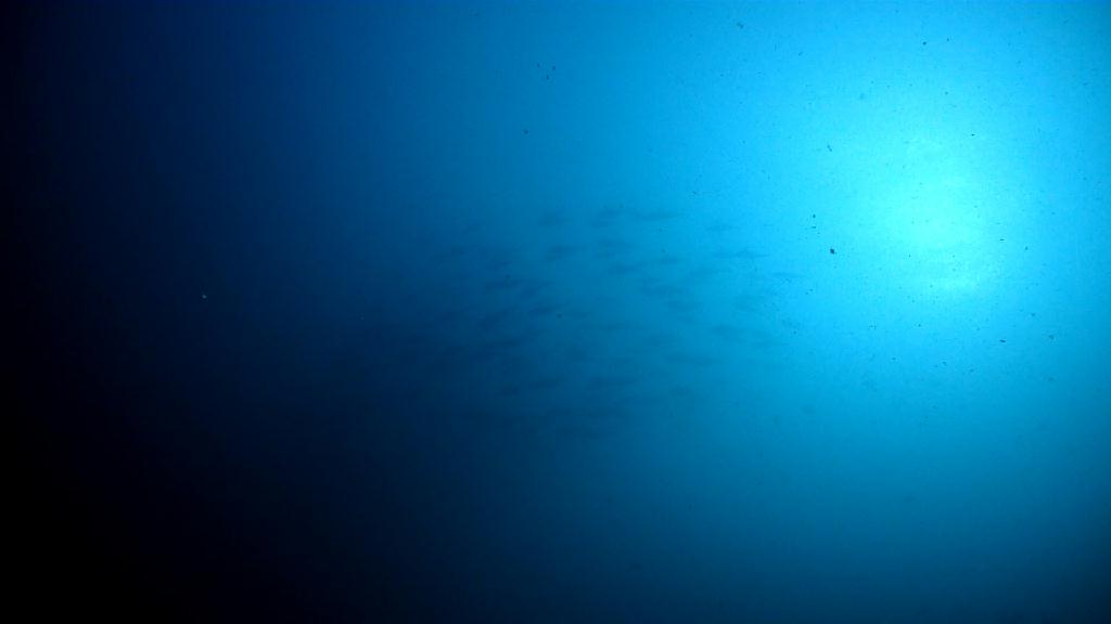 아닐라오 다이빙투어 - Anilao Kingkong Dive Resort  - Mainit point