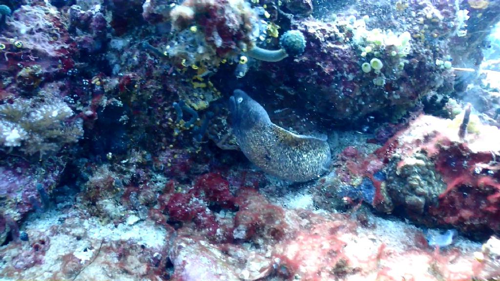 아닐라오 다이빙투어 - Anilao Kingkong Dive Resort - Beatriz Rock