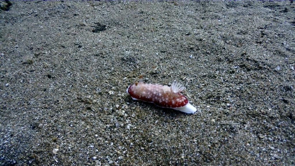 아닐라오 다이빙투어 - Anilao Kingkong Dive Resort  - Mainit point