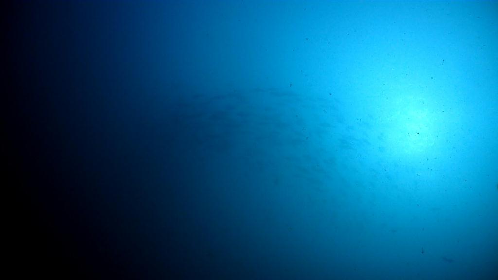 아닐라오 다이빙투어 - Anilao Kingkong Dive Resort  - Mainit point