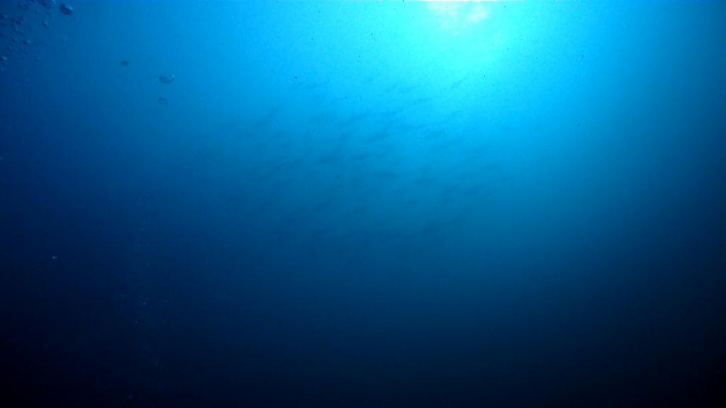 아닐라오 다이빙투어 - Anilao Kingkong Dive Resort  - Mainit point