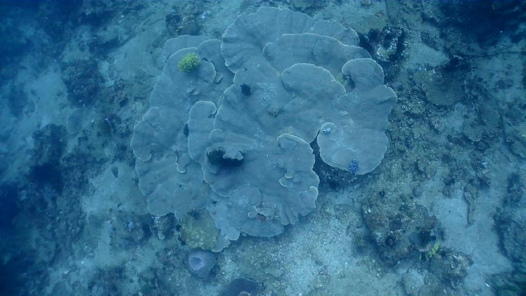 아닐라오 다이빙투어 - Anilao Kingkong Dive Resort  - Mainit point